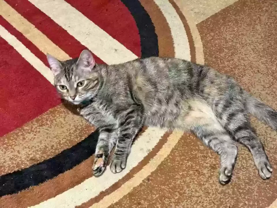 Lost cat in Dry Ridge, KY, 41035