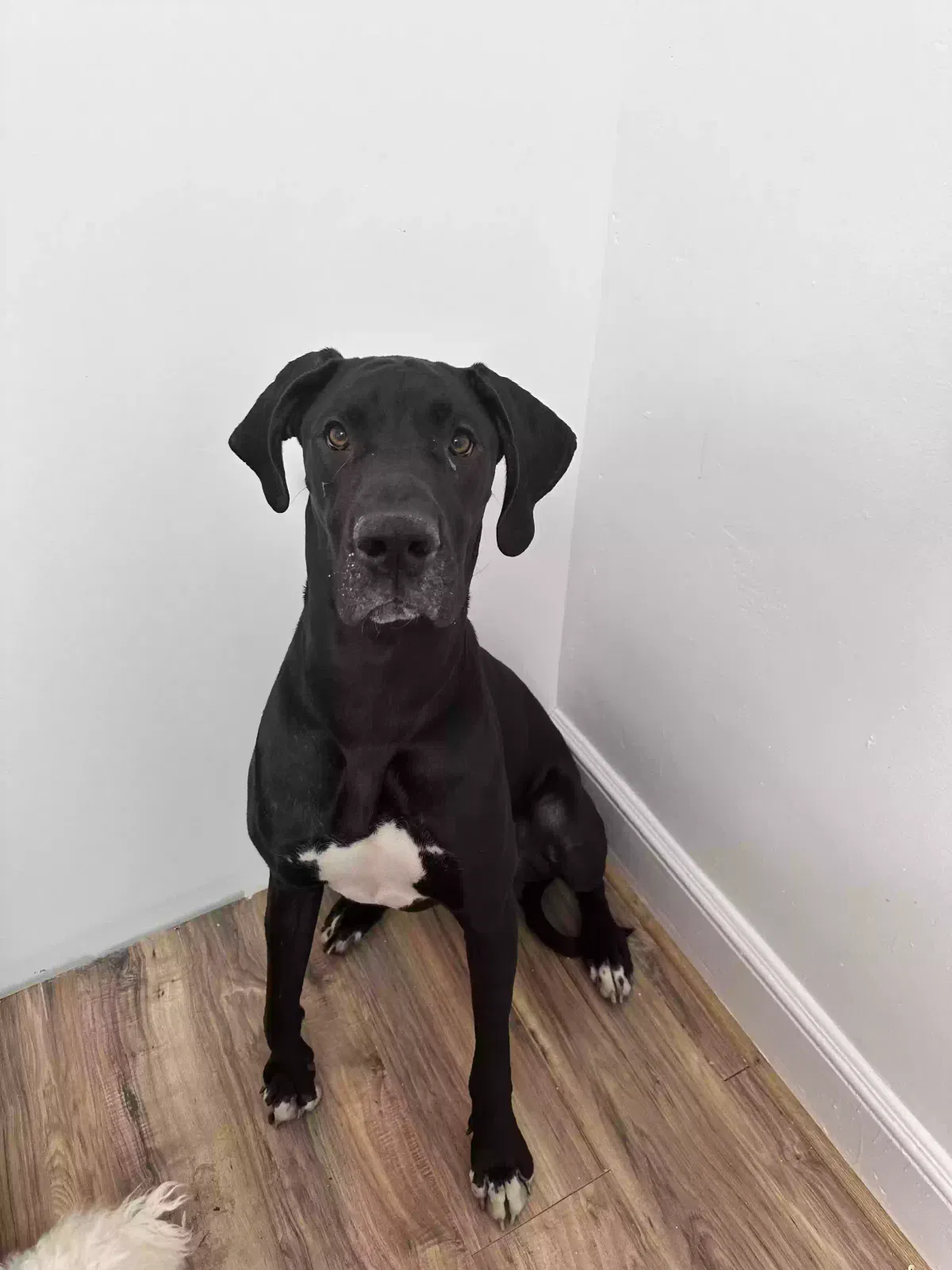 Lost dog in Brooklyn, NY, 11221
