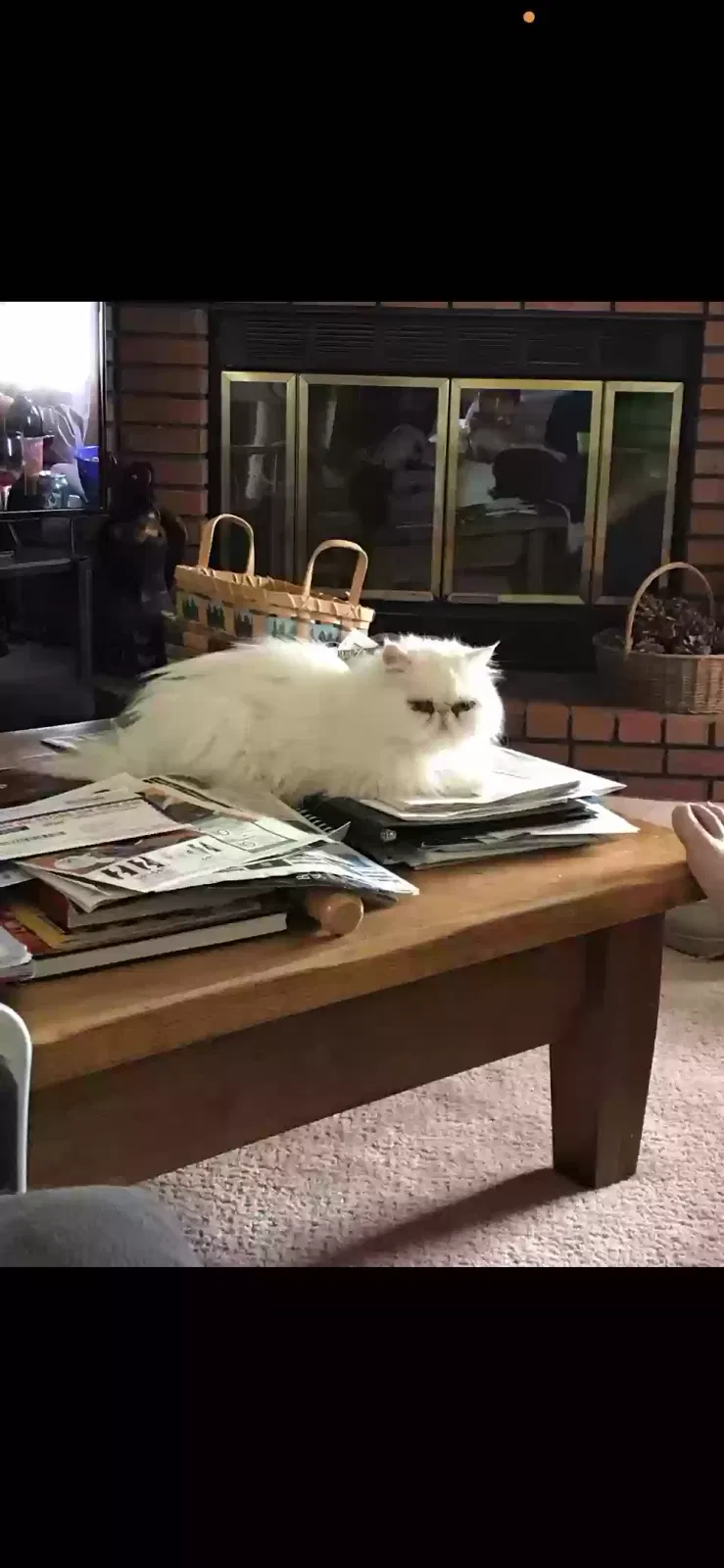 Lost cat in Palmdale, CA, 93551