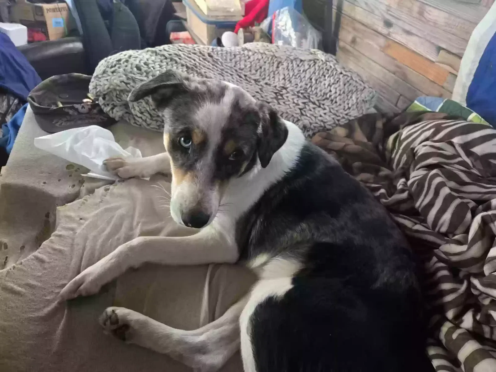 Found dog in Pleasanton, TX, 78064