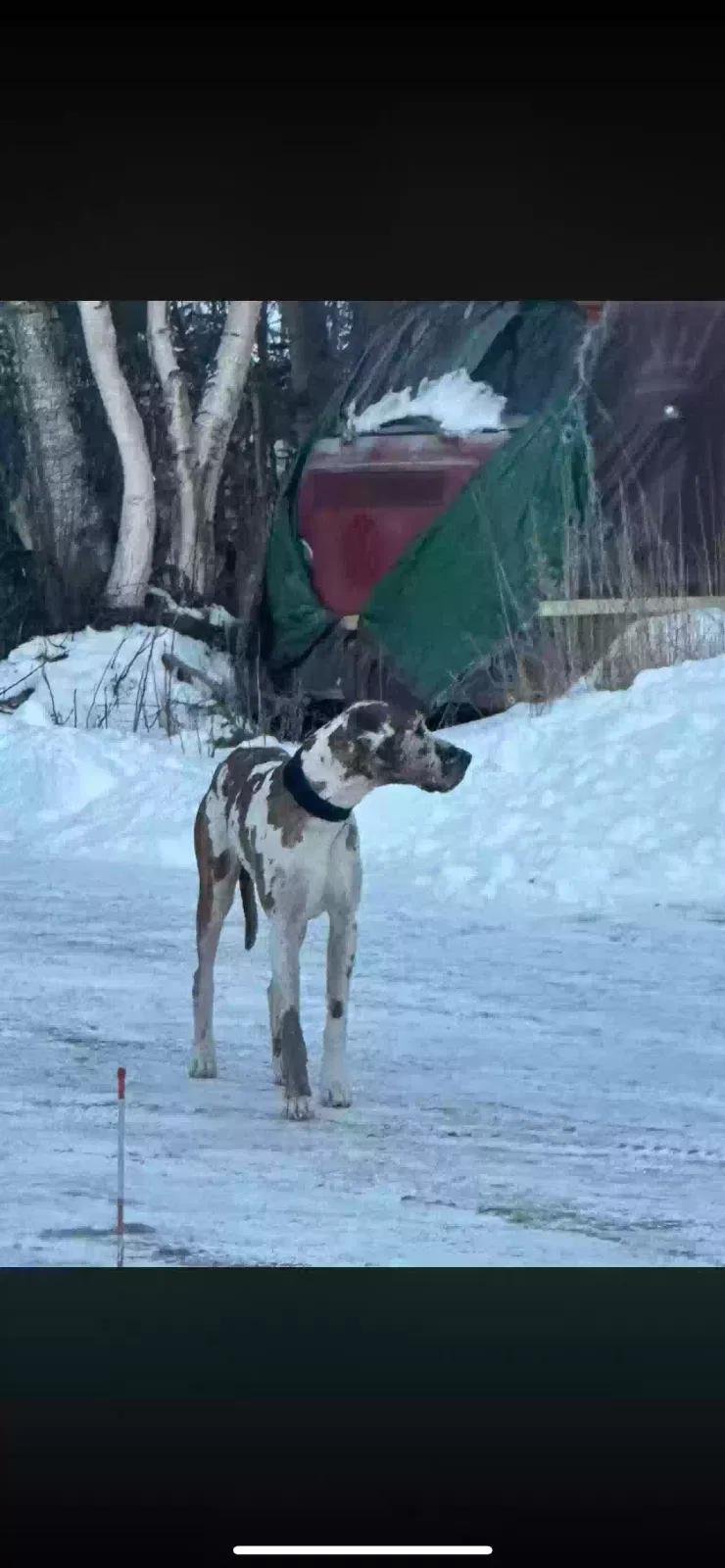Lost dog in Palmer, AK, 99645