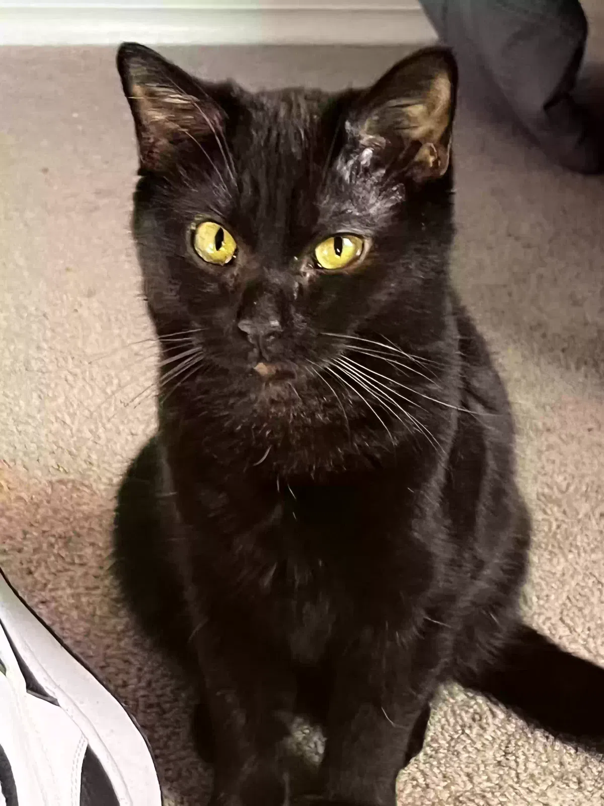 Lost cat in Sherwood, AR, 72120