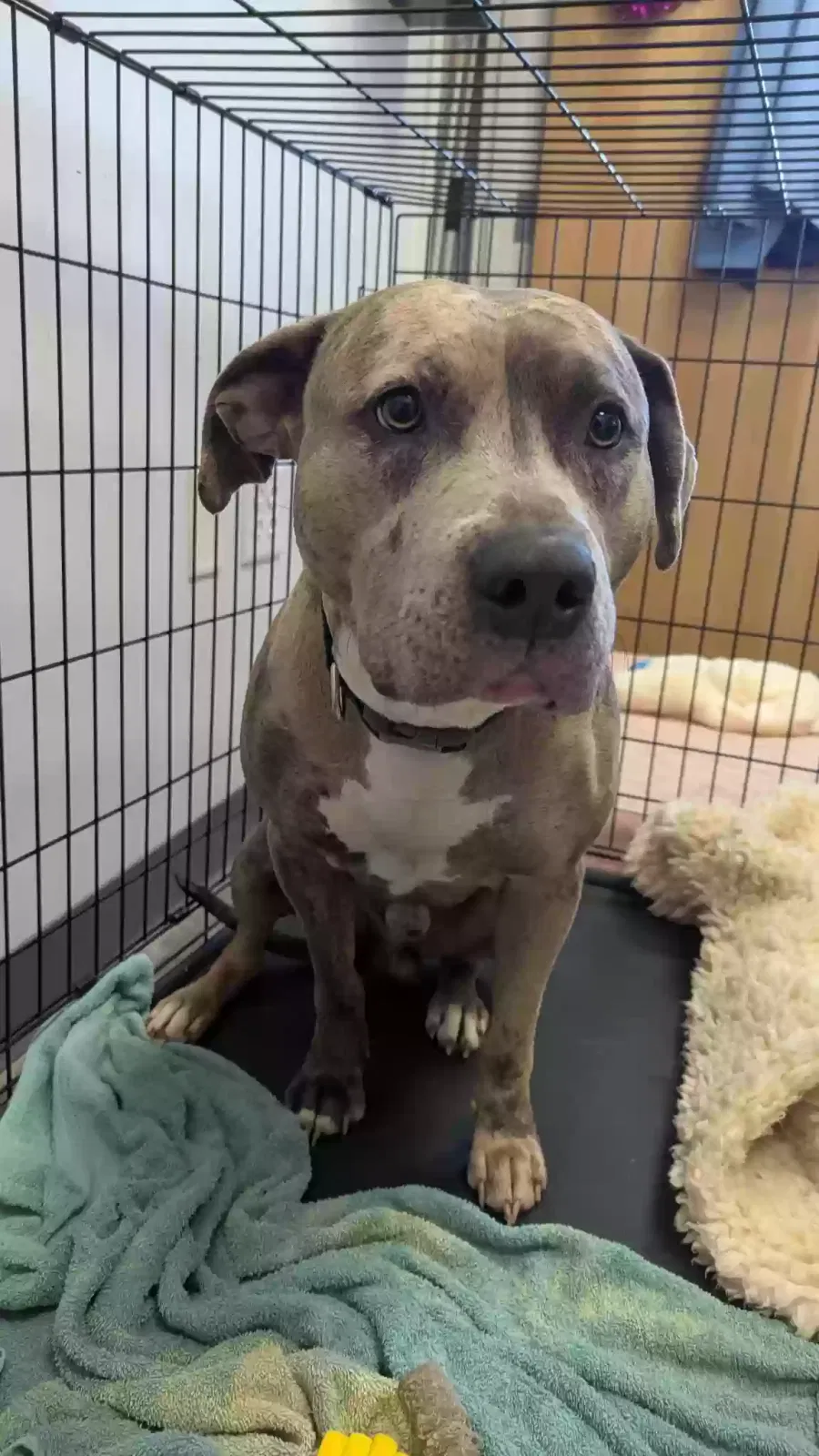 Found dog in Humble, TX, 77346
