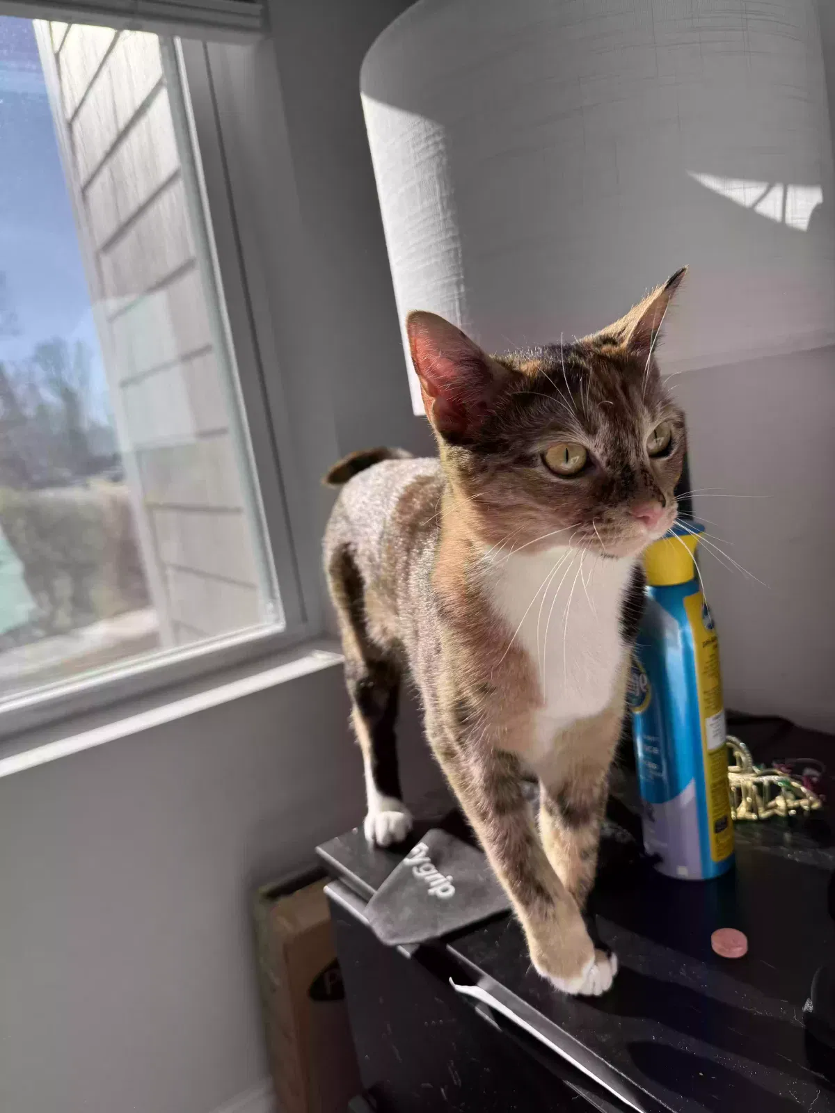 Lost cat in Mooresville, NC, 28115