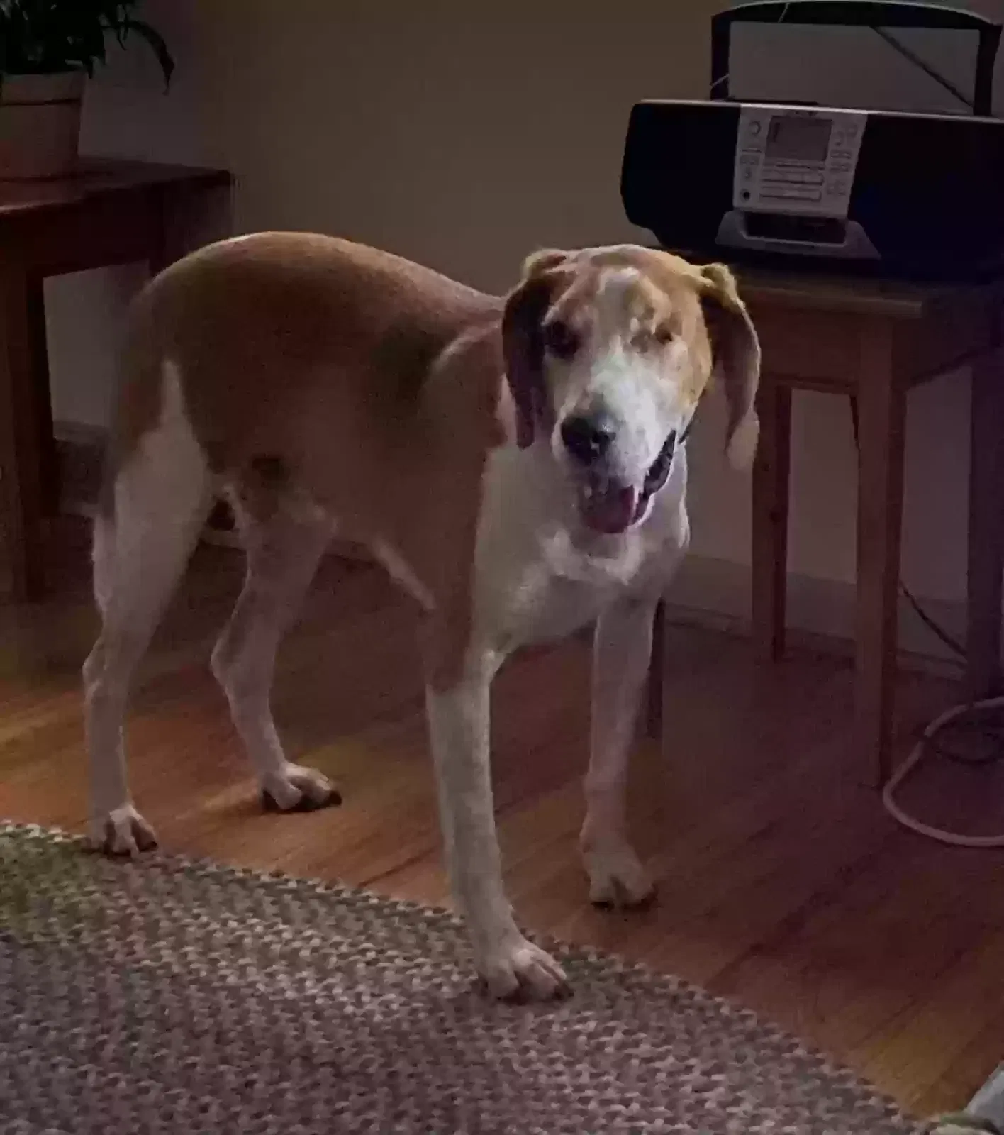 Lost dog in Raleigh, NC, 27606