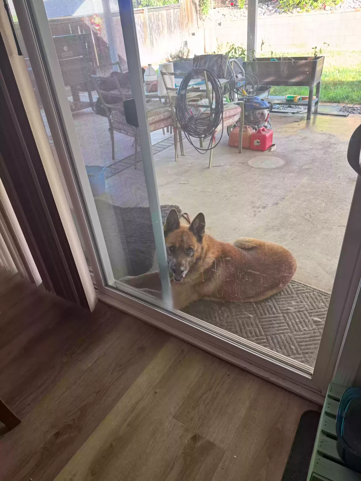 Found dog in Moreno Valley, CA, 92557