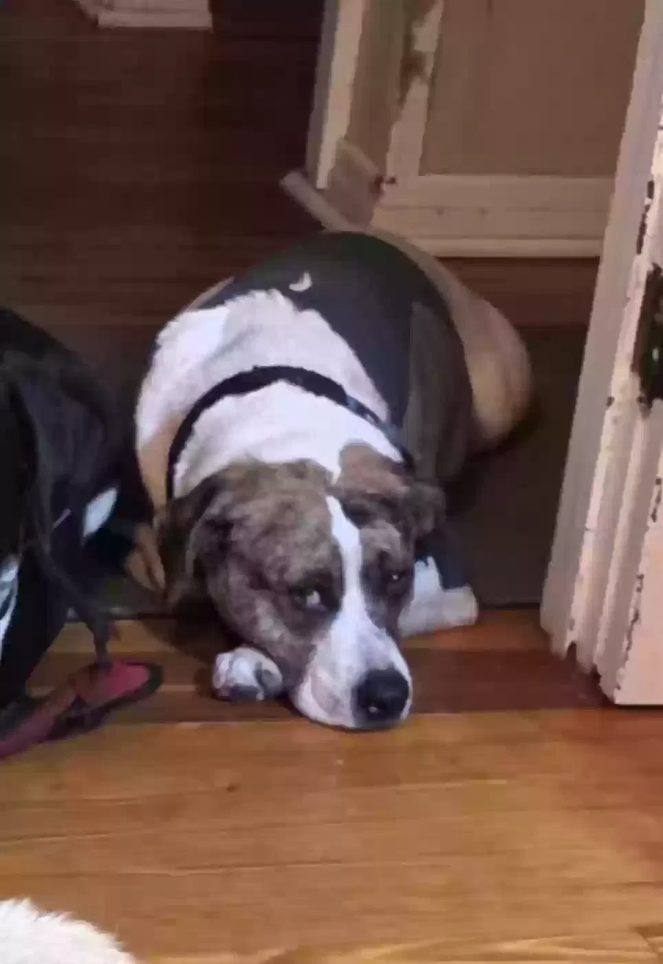 Lost dog in Palatka, FL, 32177