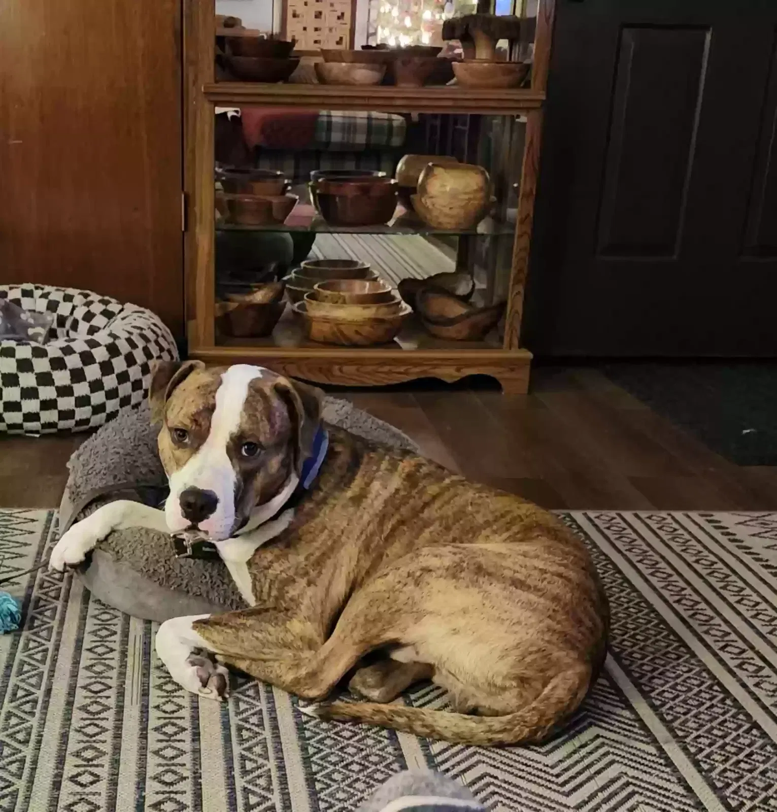 Found dog in Saint Johns, FL, 32259