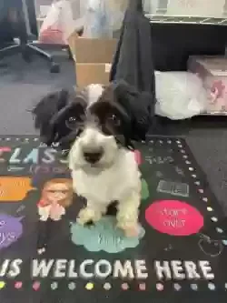 Found dog in Ruskin, FL, 33570
