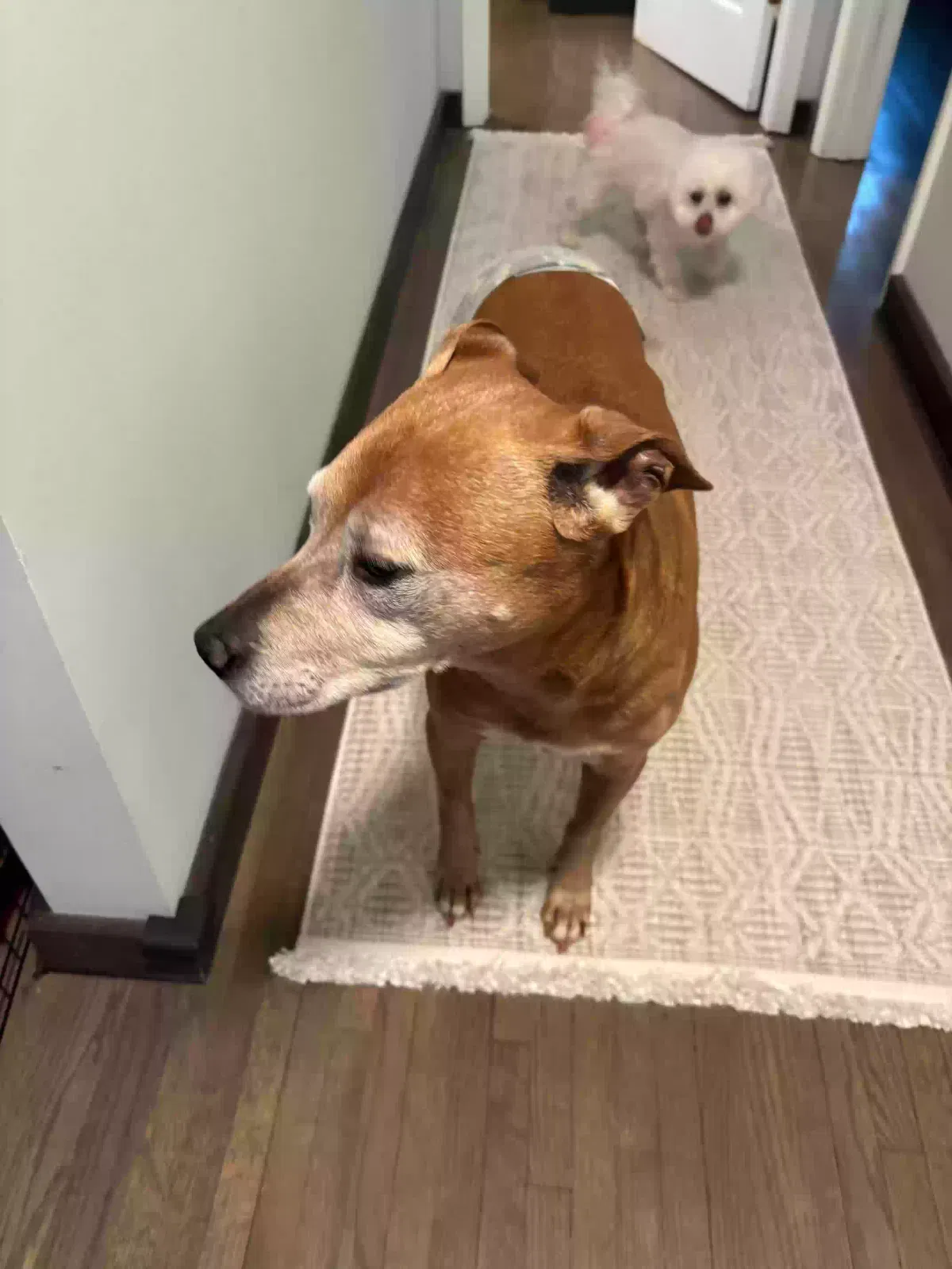 Found dog in Lawrenceville, GA, 30044