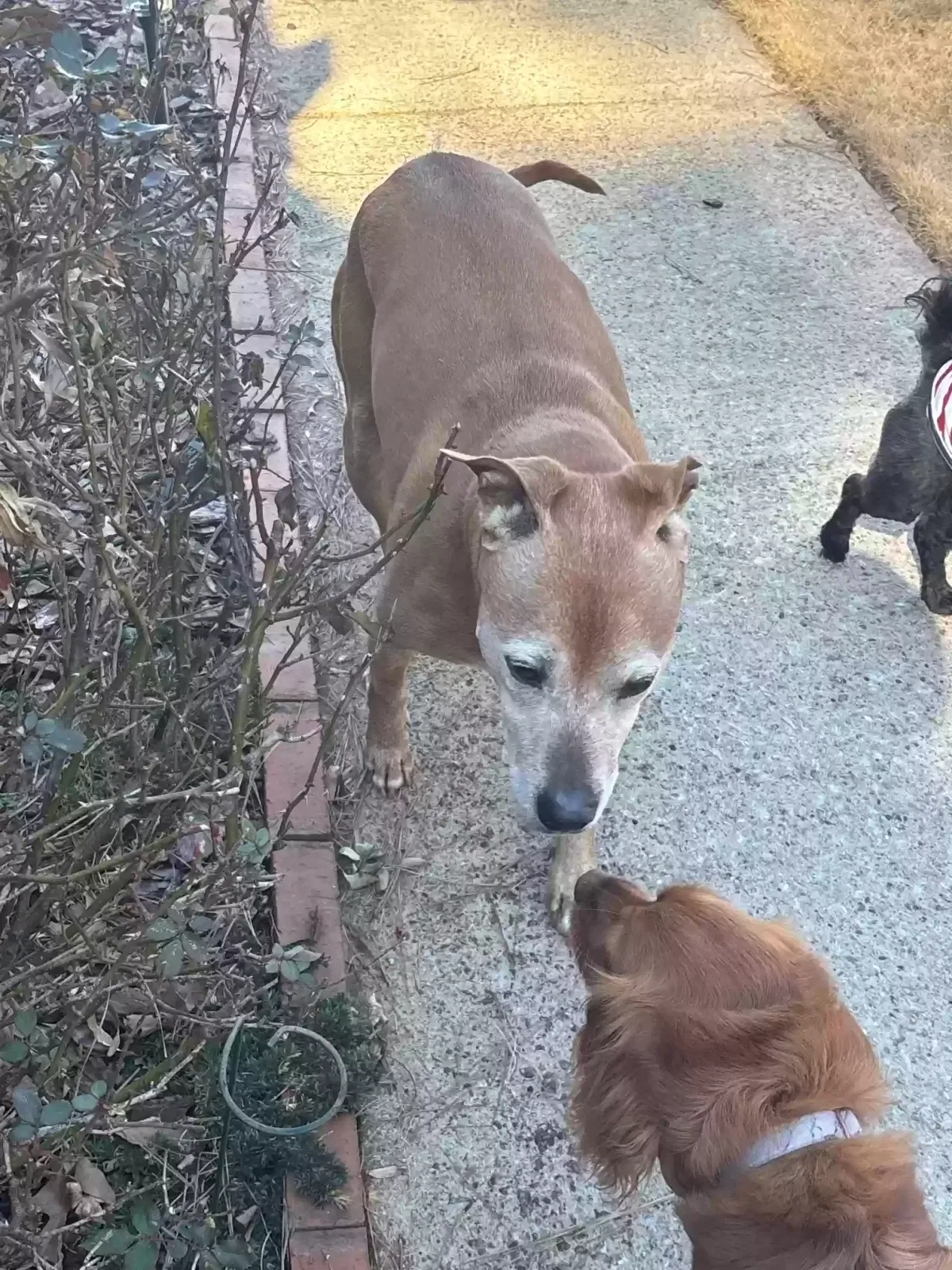 Found dog in Lawrenceville, GA, 30044