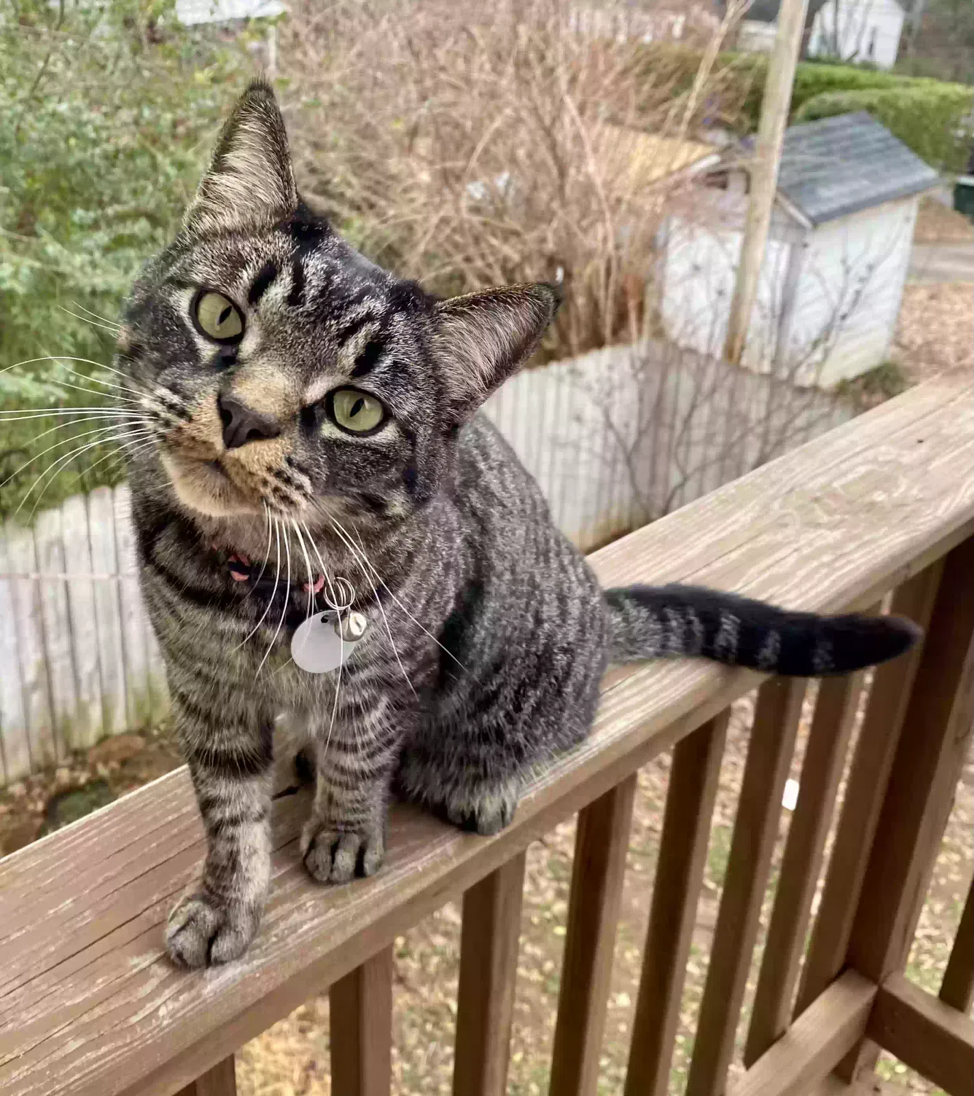 Lost cat in Greenville, SC, 29605