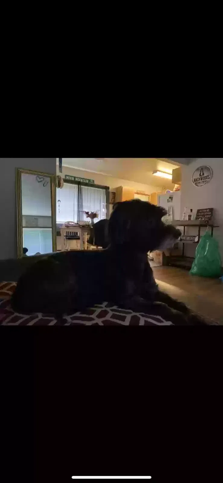 Lost dog in Vancouver, WA, 98664