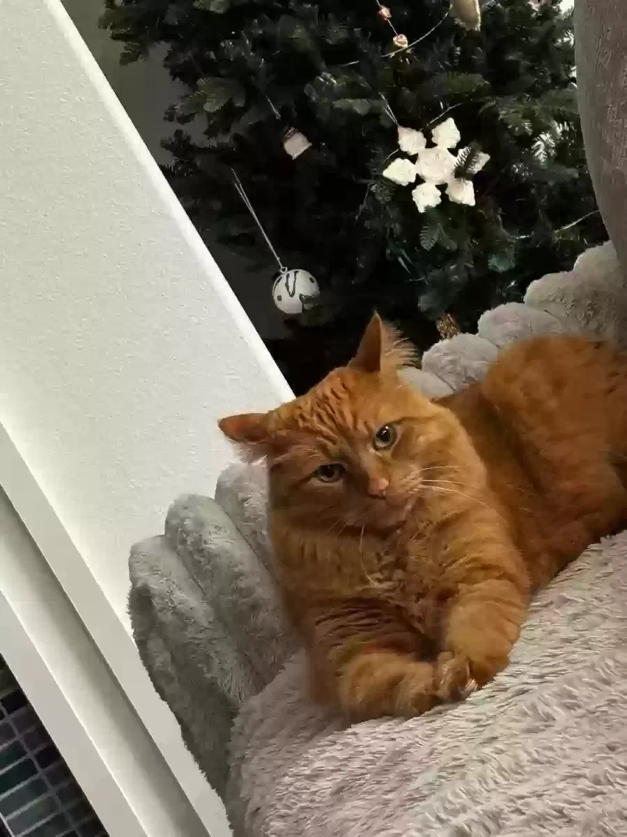 Lost cat in Los Lunas, NM, 87031