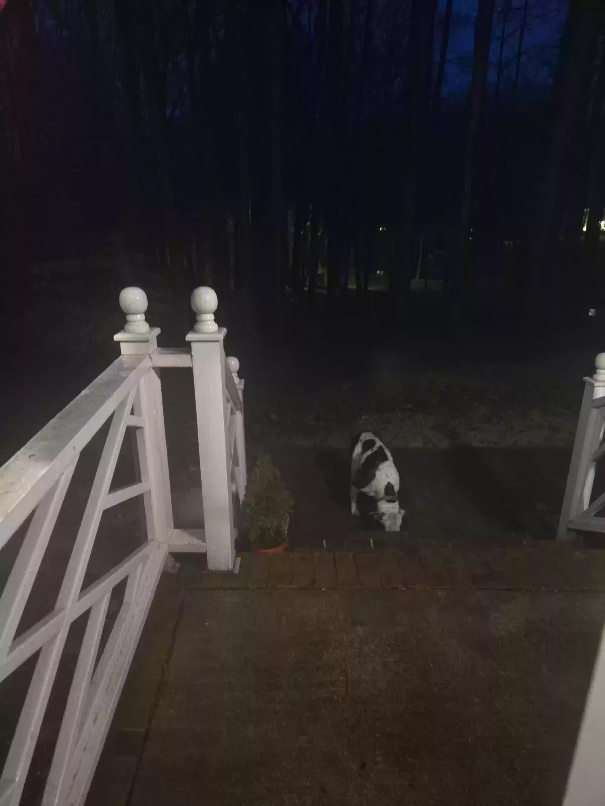Found dog in Willow Spring, NC, 27592