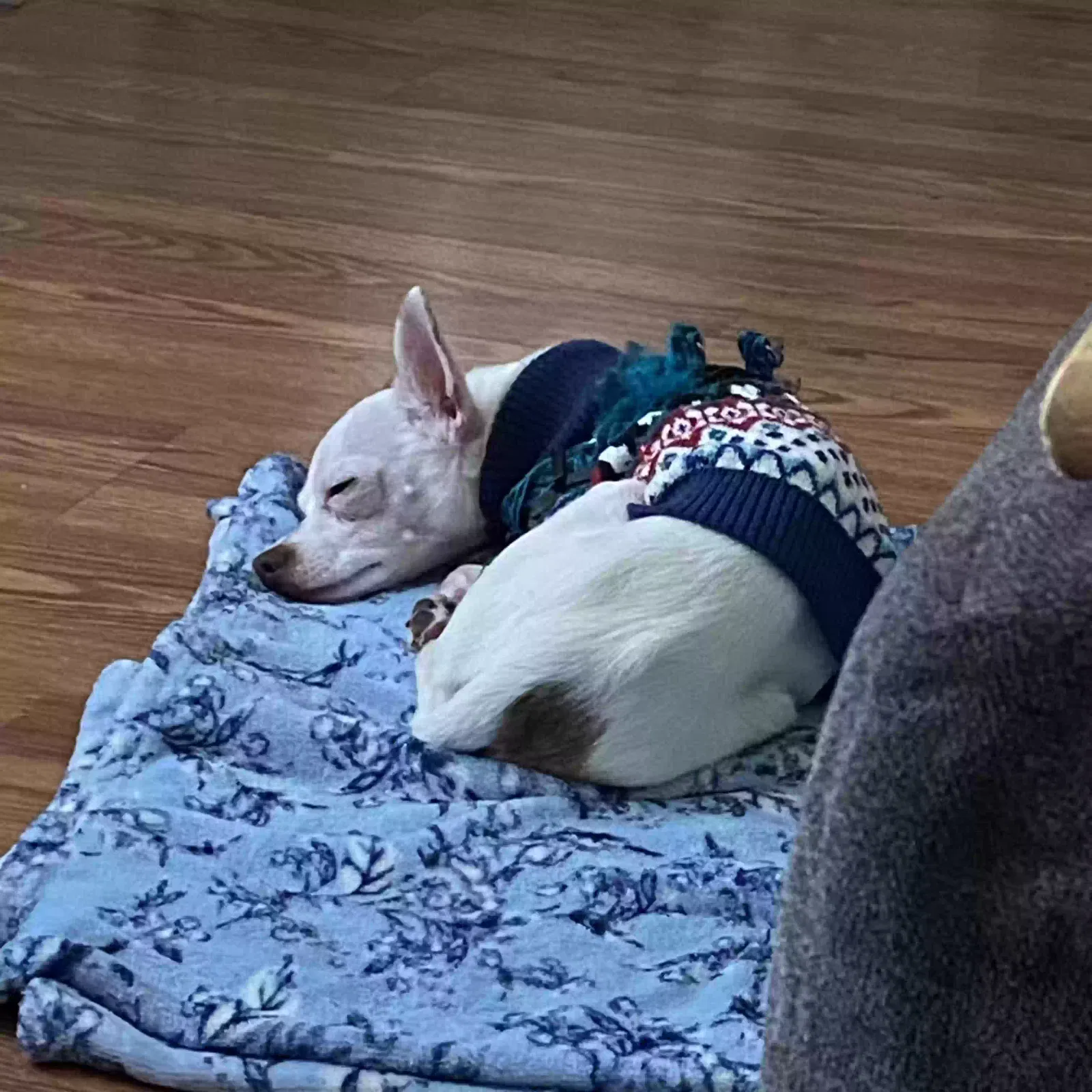Lost dog in Portland, OR, 97211