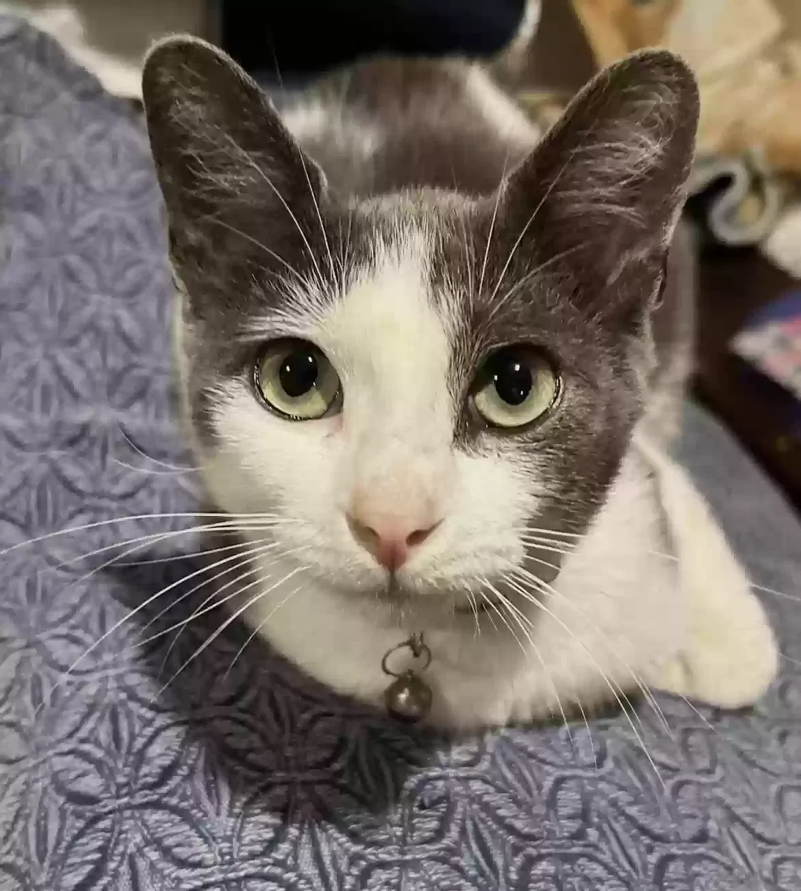 Lost cat in Marlow, OK, 73055