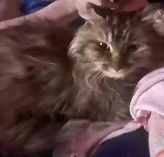 Lost cat in Windom, MN, 56101