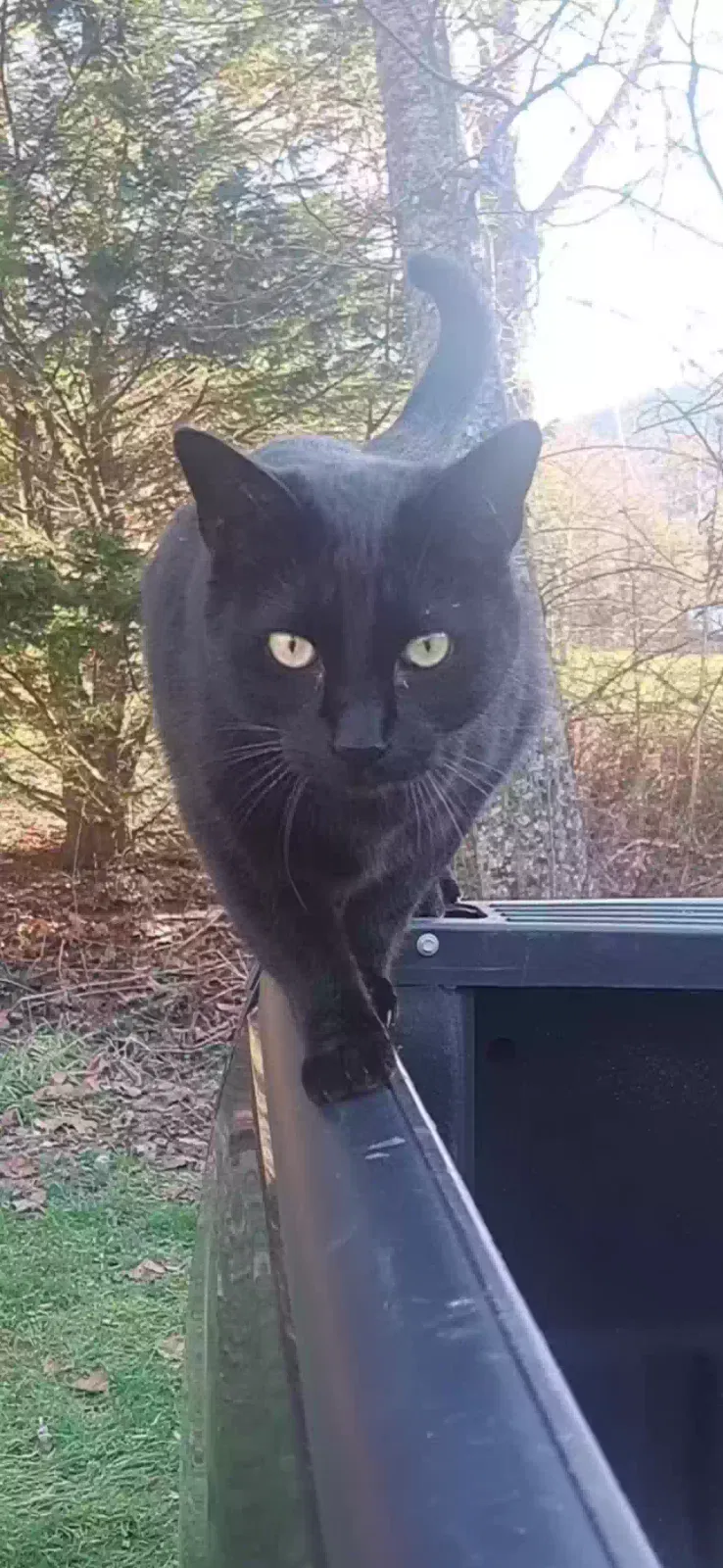 Lost cat in Fairview, NC, 28730