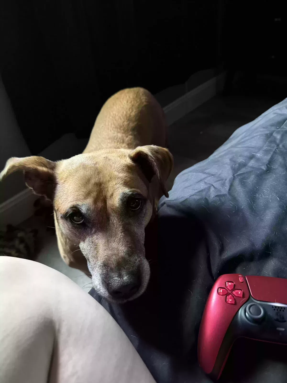 Lost dog in Wellford, SC, 29385