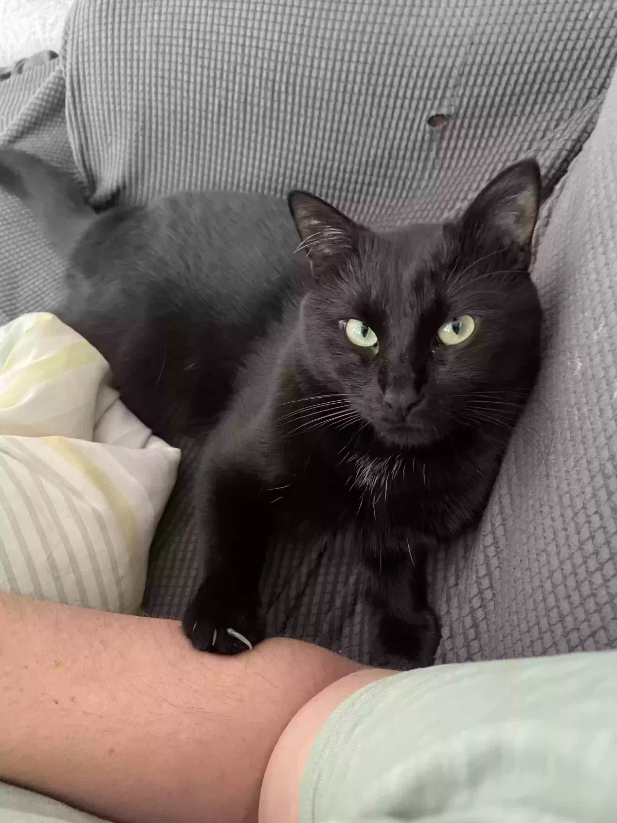 Lost cat in Rancho Santa Margarita, CA, 92688