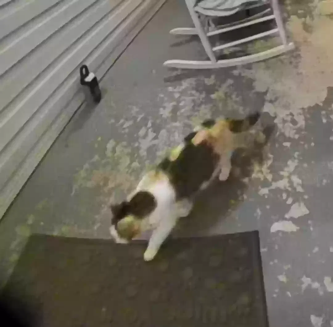 Found cat in Ardmore, AL, 35739