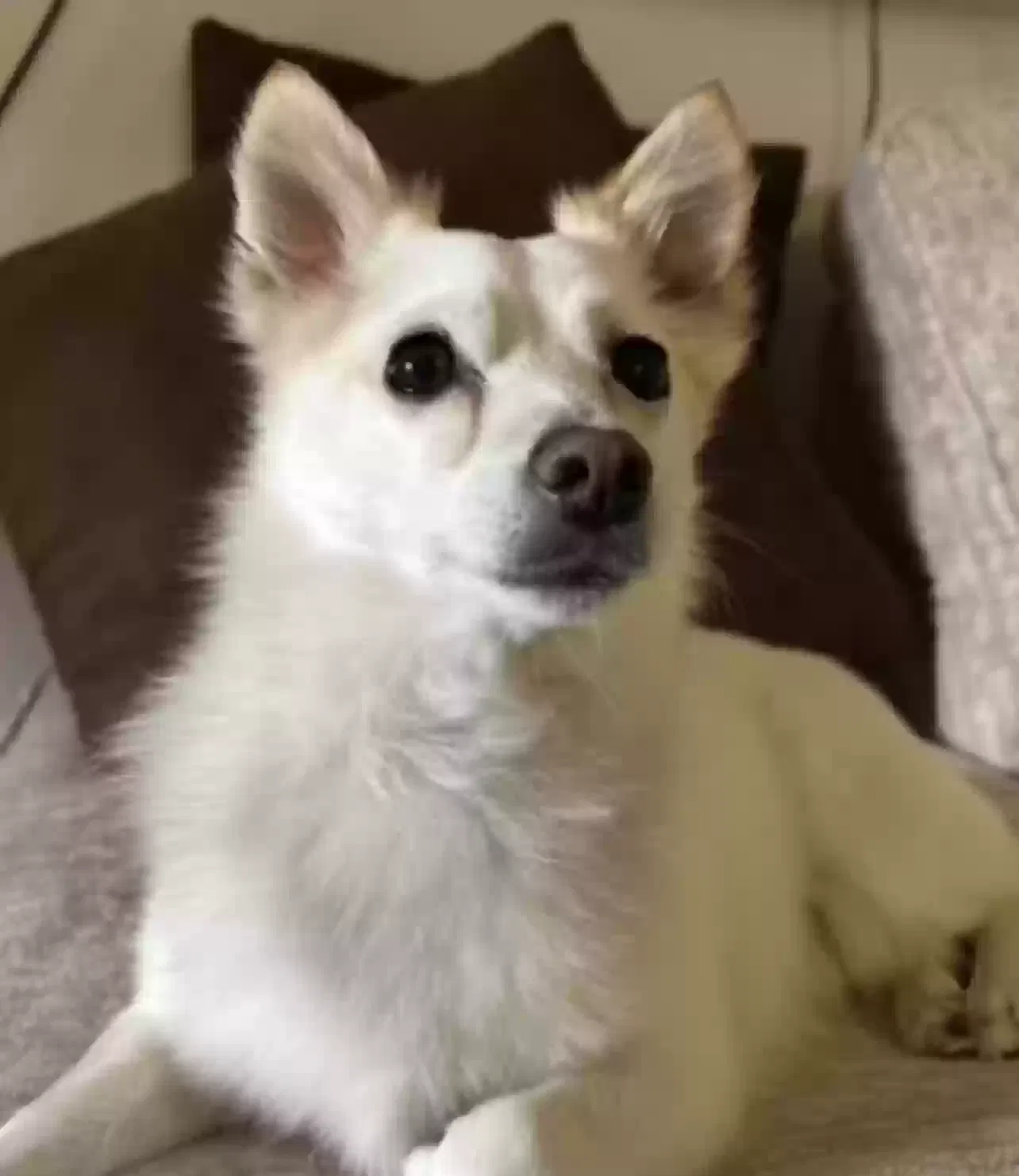 Lost dog in Parker, CO, 80134