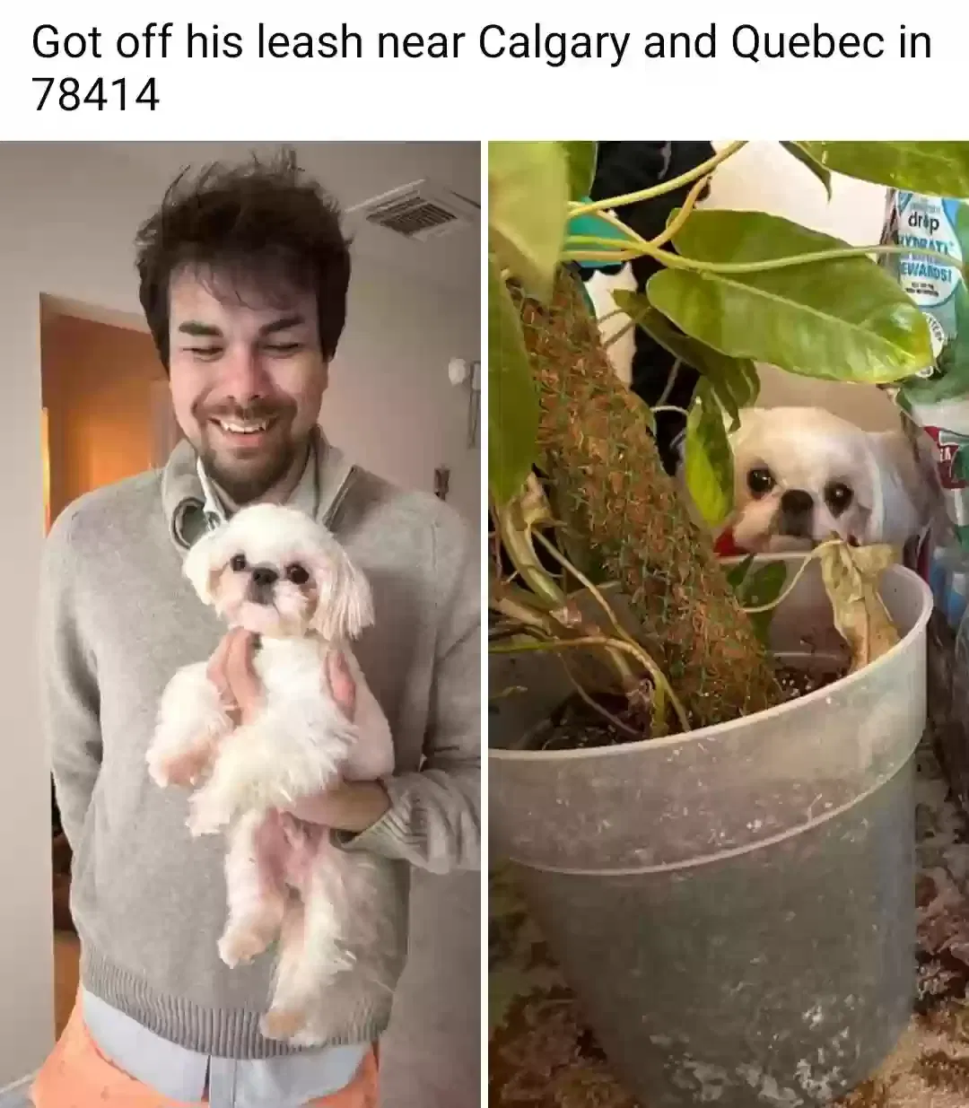 Lost dog in Corpus Christi, TX, 78414