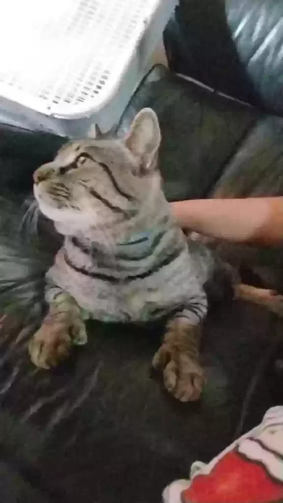 Lost cat in Rossville, GA, 30741