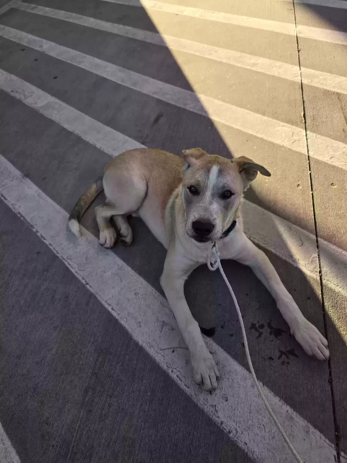 Found dog in Oklahoma City, OK, 73102