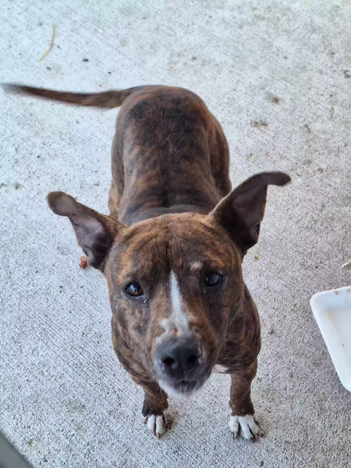 Found dog in Indianapolis, IN, 46208