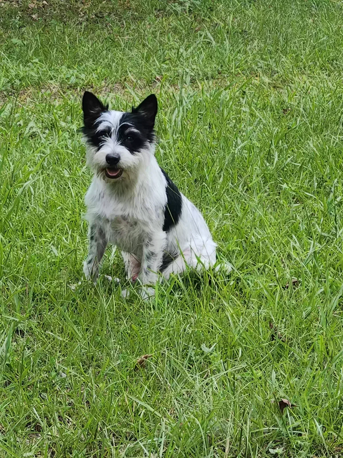 Lost dog in Bay Minette, AL, 36507