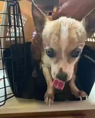 Found Dog