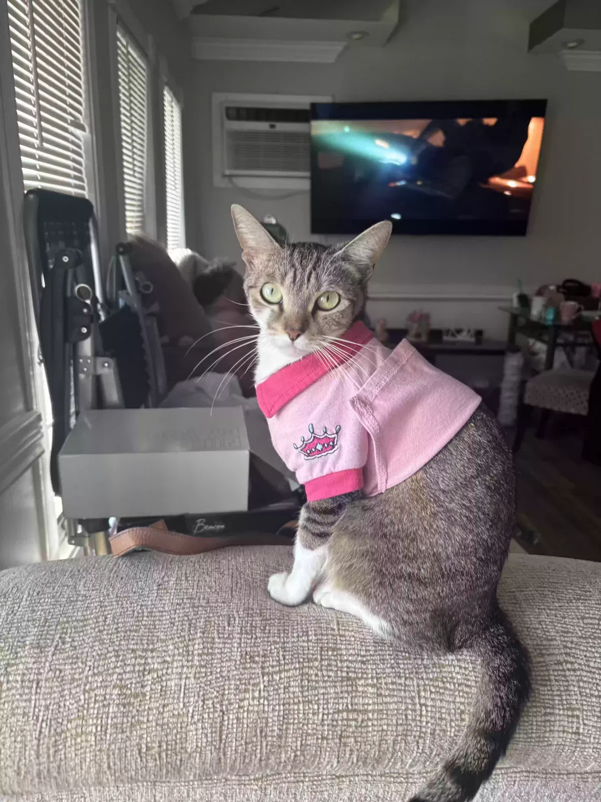 Lost cat in Brentwood, NY, 11717