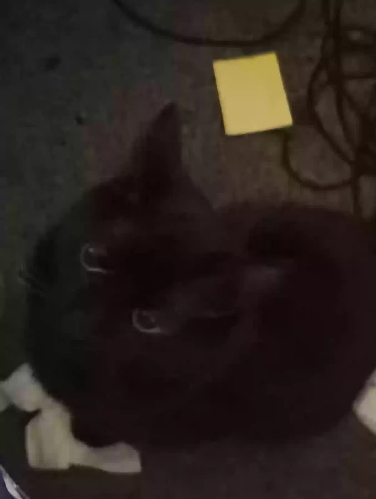 Lost cat in West Fargo, ND, 58078