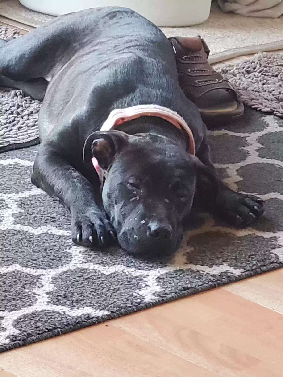Found dog in East Amherst, NY, 14051
