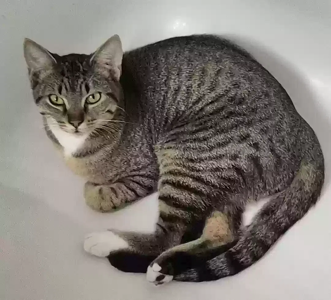 Lost cat in Bridge City, TX, 77611