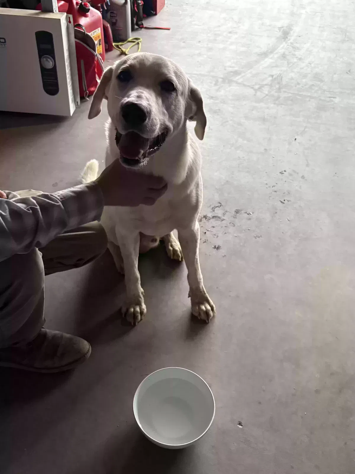 Found dog in Buckeye, AZ, 85326