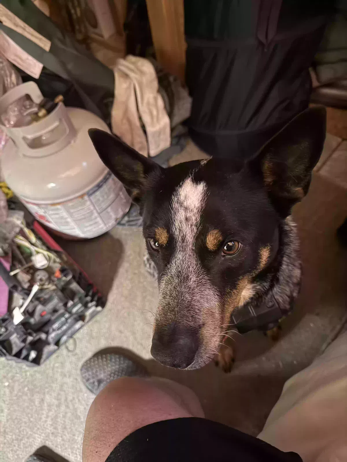 Found dog in Gatesville, TX, 76528