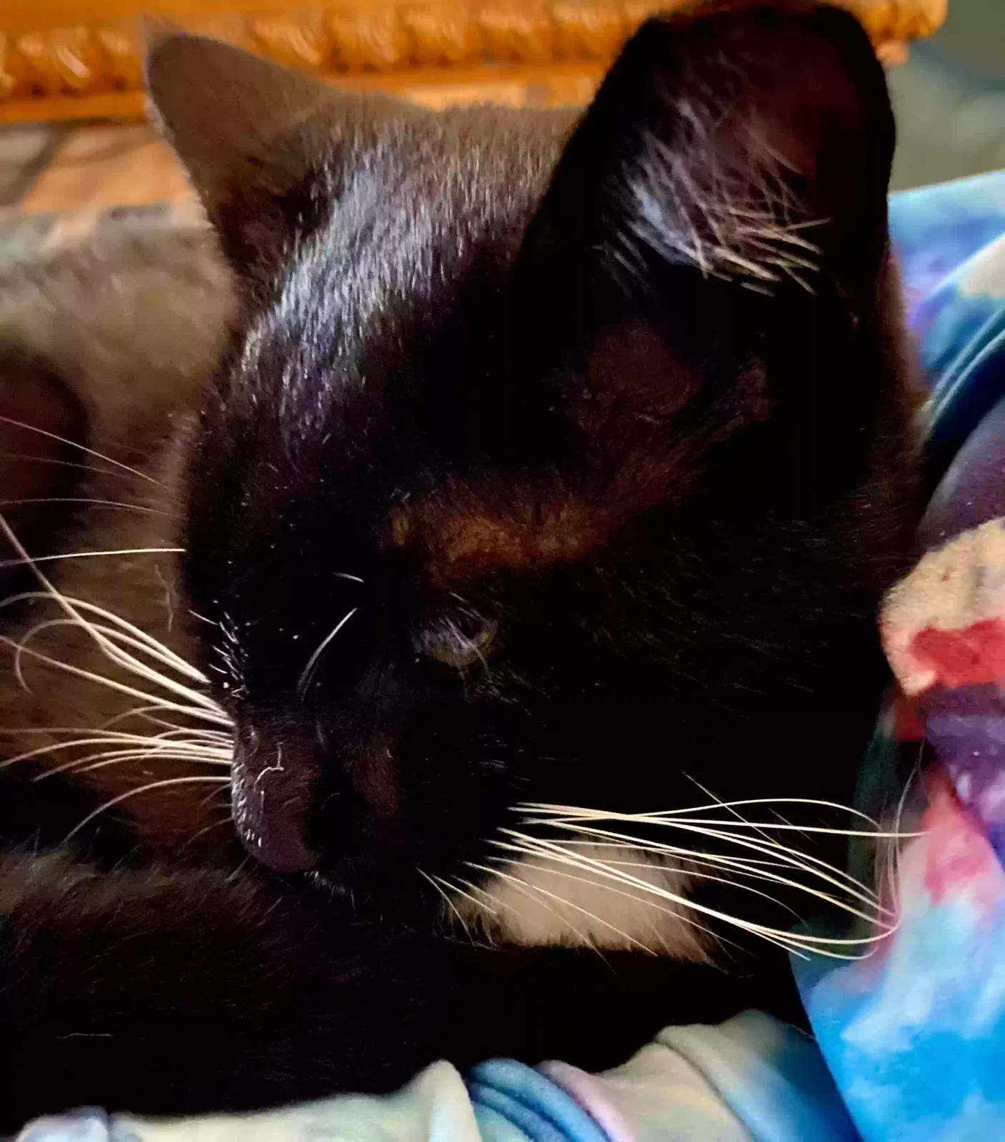Lost cat in Mount Pleasant, SC, 29464