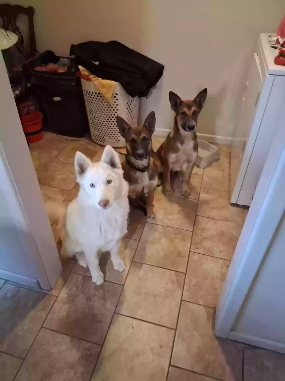 Missing Dog