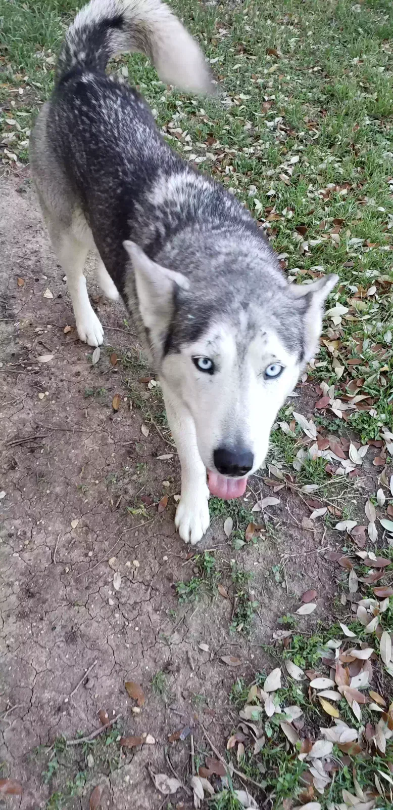 Found dog in San Antonio, TX, 78250