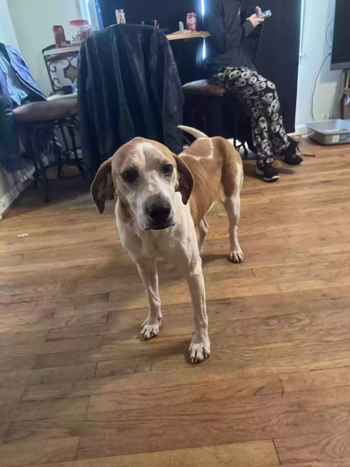 Found Dog