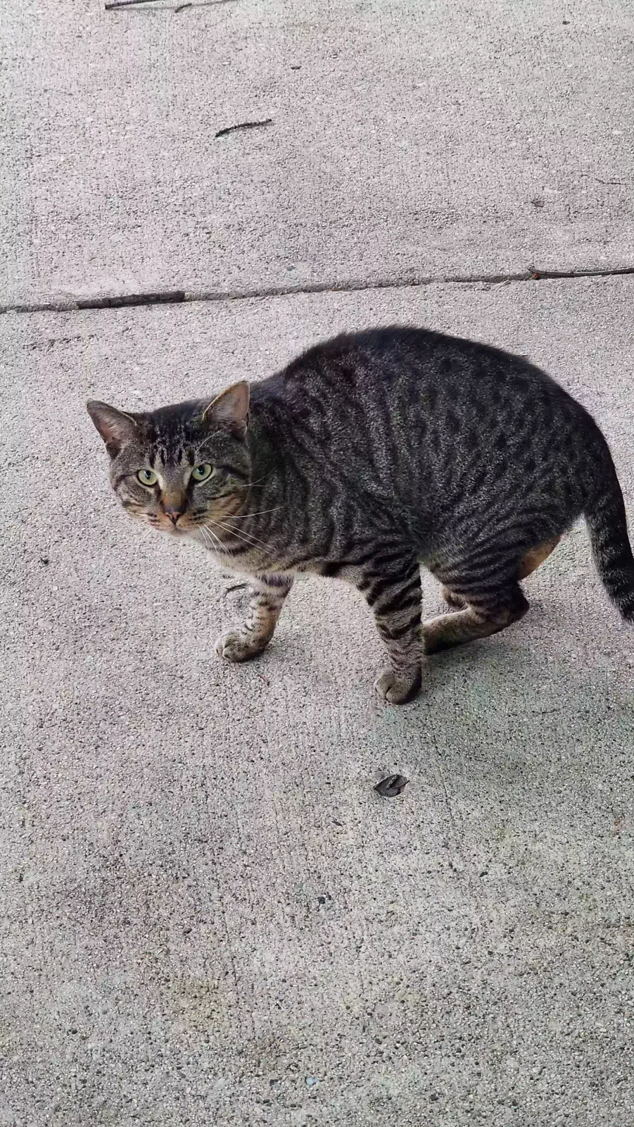 Found cat in Schiller Park, IL, 60176