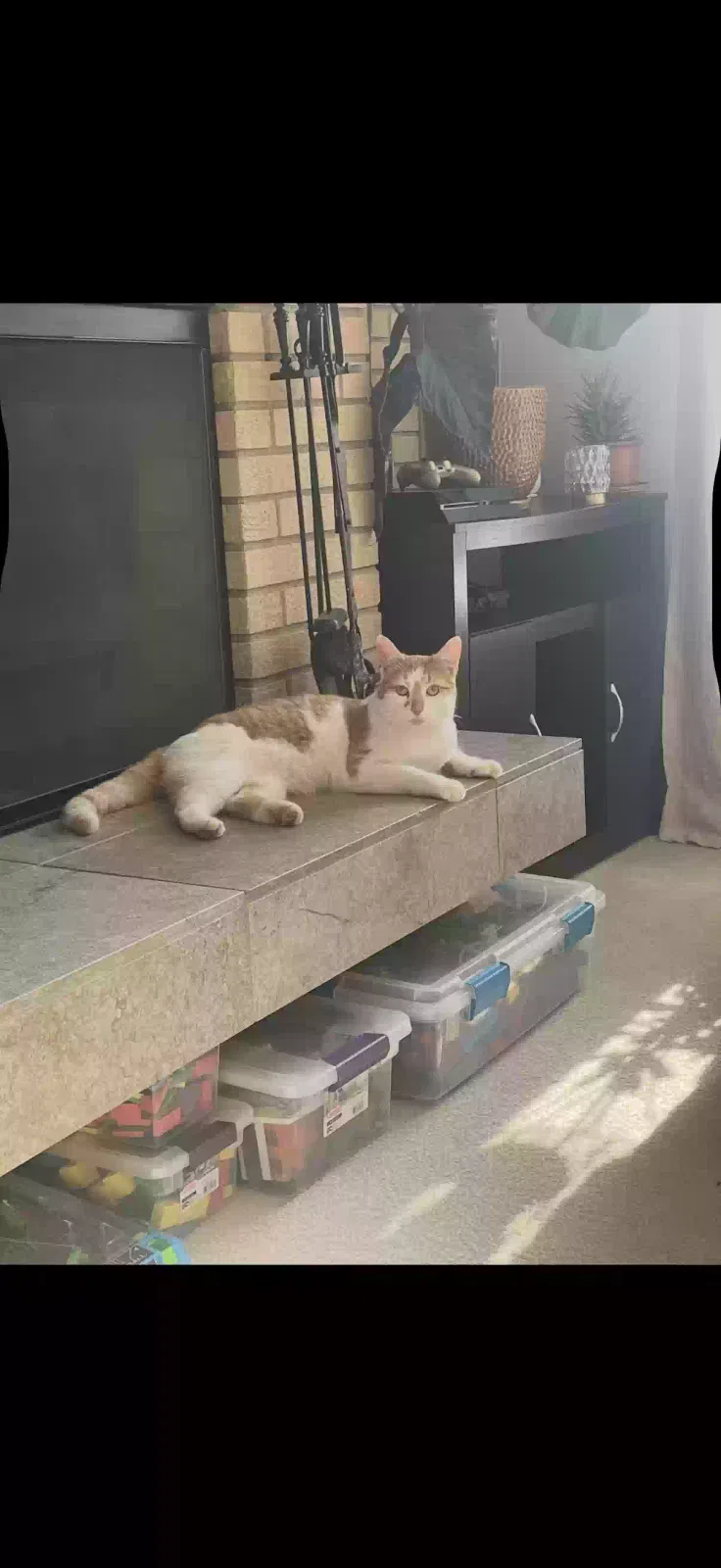 Lost cat in Farmington, MN, 55024