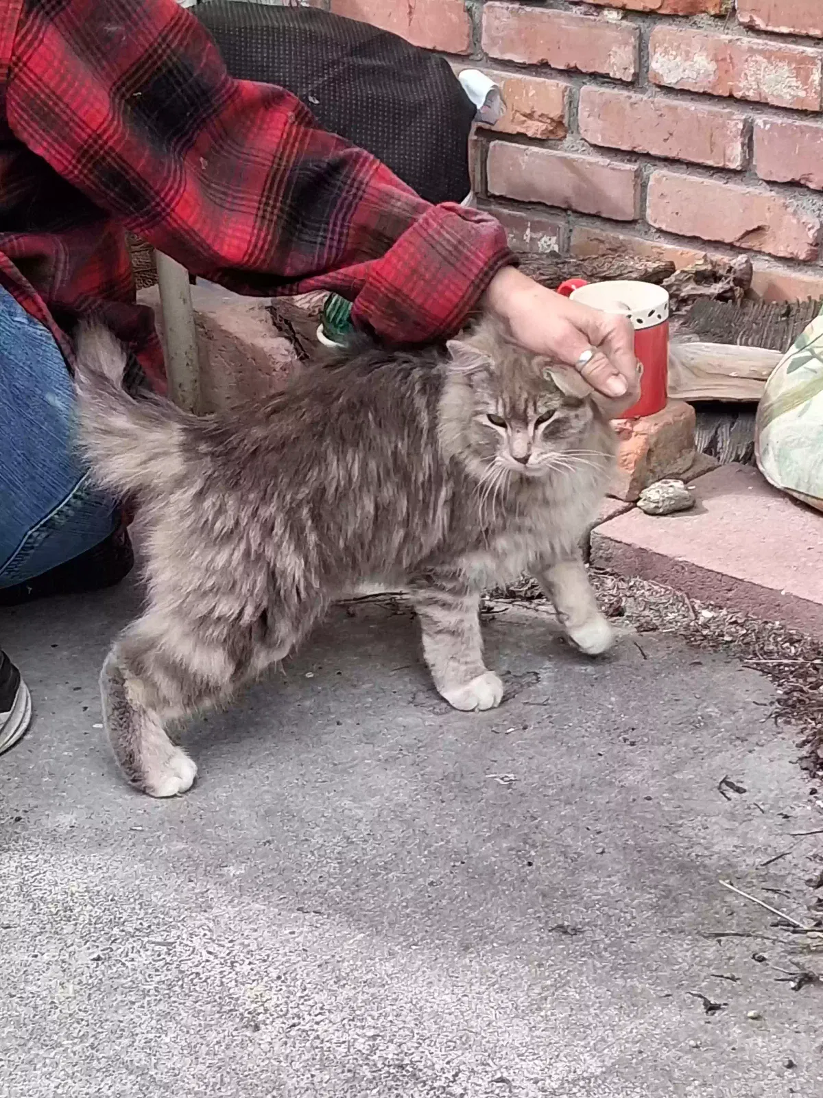 Found cat in Mabton, WA, 98935