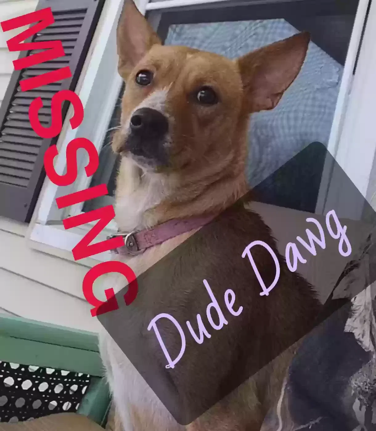 Lost dog in Arab, AL, 35016
