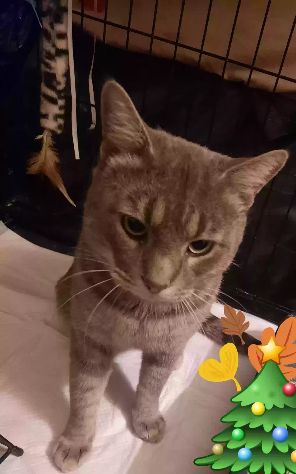 Found cat in Atlanta, GA, 30337