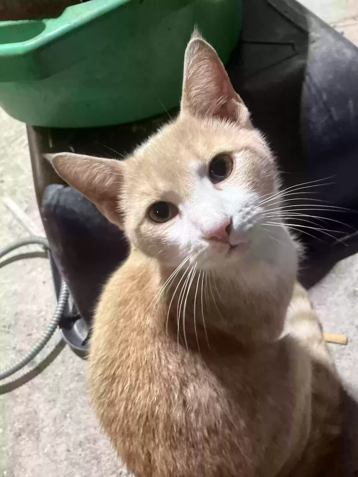 Lost cat in Garner, NC, 27529