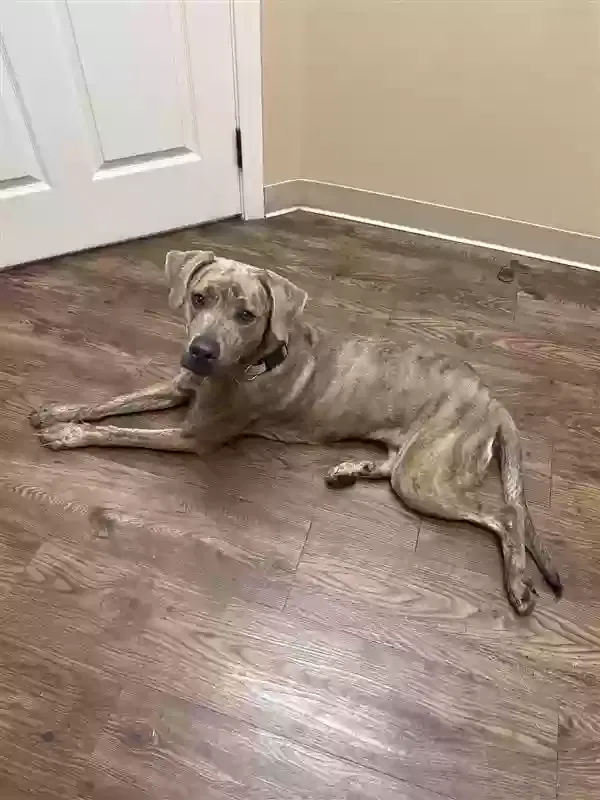 Found dog in Houston, TX, 77051